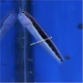 DOT DASH BLENNY